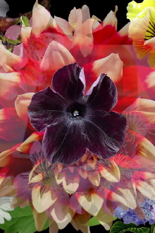 Mix Wildflower Seeds Trailer