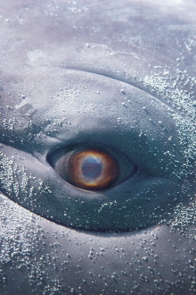 MOBY DICK; or, The Whale Trailer