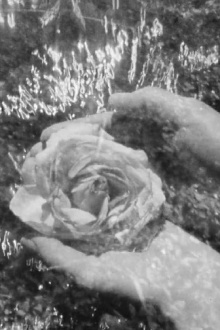 Moccasin Flowers Trailer