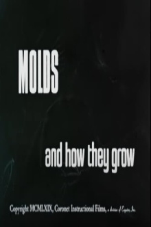 Molds and How They Grow Trailer