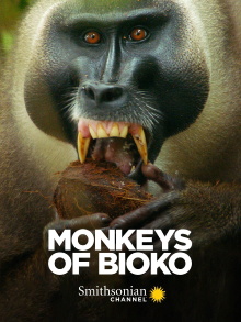 Monkeys of Bioko Trailer