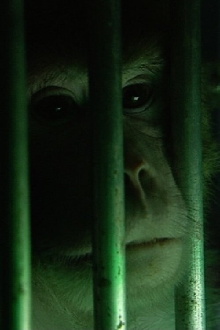 Monkeys, Rats and Me Trailer