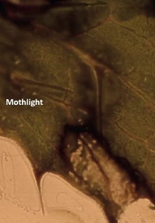 Mothlight Trailer
