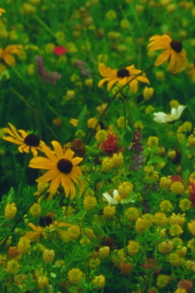 Mountain Wildflowers Trailer