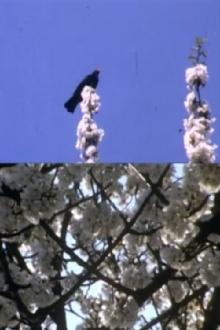 Mourning Garden Blackbird Trailer