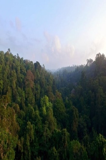Mundiya Kepanga, the Voice of the Forest Trailer