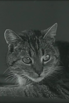 Muskarin-Vergiftung und ihre Beseitigung durch Atropin bei der Katze Trailer