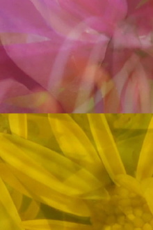 Mutus Floris Trailer
