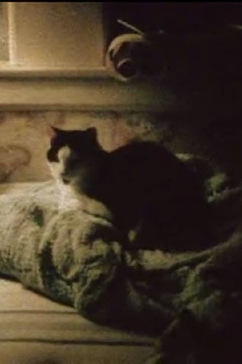 My Cat, My Garden, and 9/11 Trailer