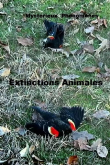 Mystérieux Phénomènes Extinctions Animales Trailer