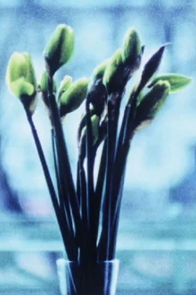 Narcissi Trailer