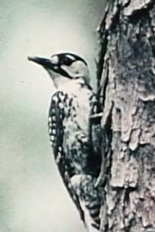 Natural History Trailer