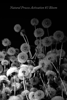 Natural Process Activation #3 Bloom Trailer