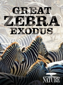 Nature: Great Zebra Exodus Trailer