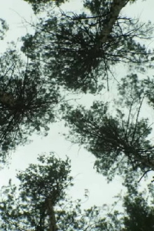 Nature_Nature Trailer