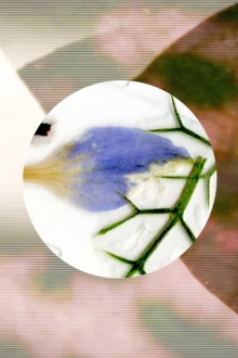 Nature's Optical Toy Trailer