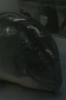 Necropsy of a Harbour Porpoise (Seeing From our Eyes into Theirs) Trailer
