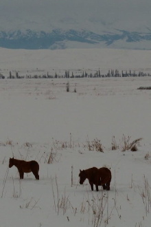 Neither on the Mountain, nor in the Field Trailer