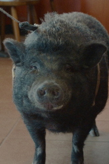 Nelson the Piglet Trailer