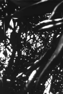 Nest Visions Trailer