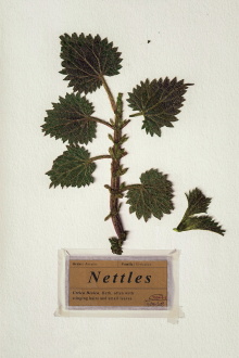 Nettles Trailer