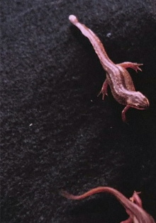 Newt Pauses Trailer