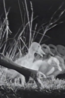 Night on the Riverbank Trailer