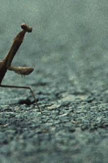 No, I Am Not a Toad, I Am a Turtle! Trailer