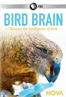 NOVA: Bird Brain Trailer