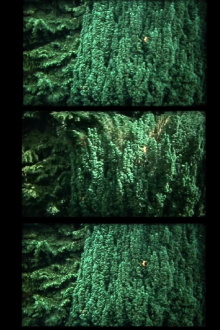 nur baum Trailer