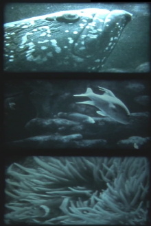 nur fische Trailer