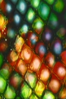 Nylon and Chenille Trailer