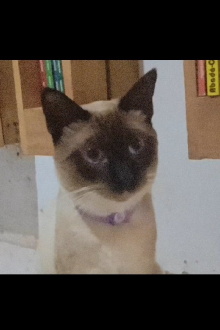 O gato voador Trailer