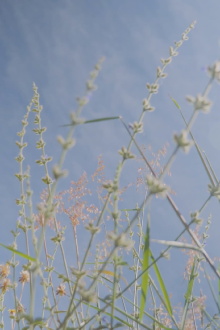 Oaxaca Trailer