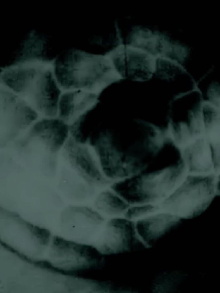 occhiolino Trailer