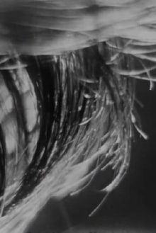 Ocular Trailer
