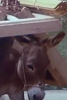 Of People & Donkeys Trailer