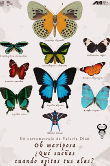 Oh Butterfly, What Do You Dream of When You Flap Your Wings? Trailer