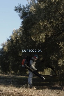 Olive Harvest Trailer