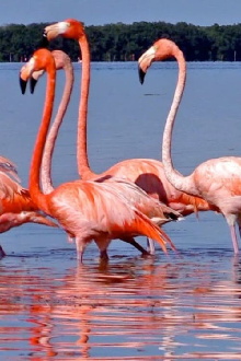 on the sixth night i started to dream in flamingo Trailer