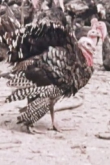 One Turkey, Two Turkey Trailer