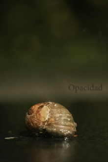 Opacity Trailer