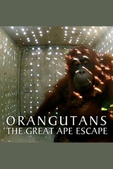 Orangutans: The Great Ape Escape Trailer