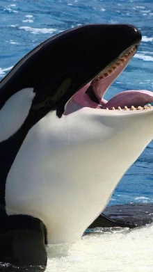 Orcas asesinas - Inteligencia al máximo Trailer