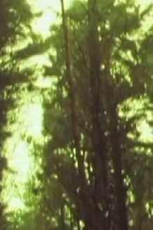 Orchard Trailer