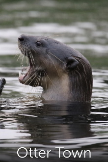 Otter Town Trailer
