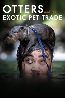Otters and the Exotic Pet Trade Trailer