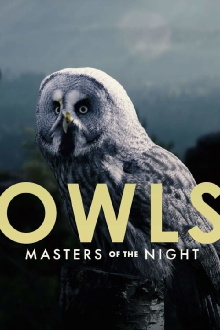 Owls: Masters of the Night Trailer