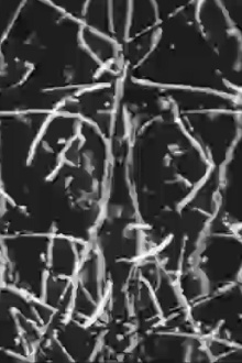 Palimpsest Palindrome Trailer