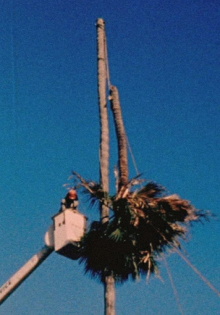 Palm Down Trailer
